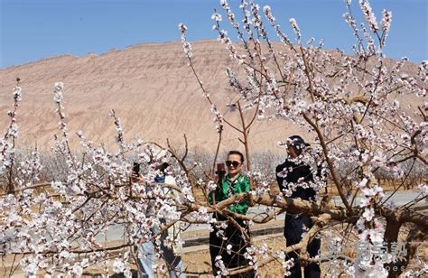 【图说吐鲁番】火焰山下花正艳