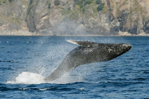 California Gray Whale Migration: What You Need to Know (and How to See ...