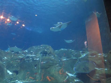 Adventure Aquarium, 1 Riverside Drive, Camden, New Jersey