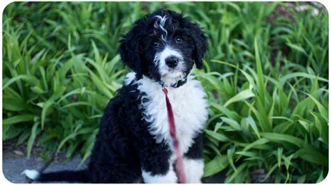 Bernedoodle Puppies Care A Comprehensive Guide Litter Size