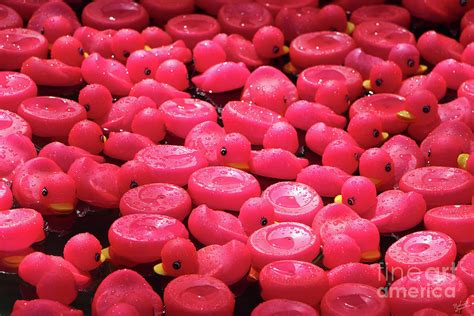 Pink Rubber Ducks Photograph by Nishanth Gopinathan | Fine Art America