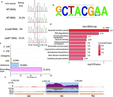 Analysis Of The Flic S P A To I Rna Editing Event By Sanger