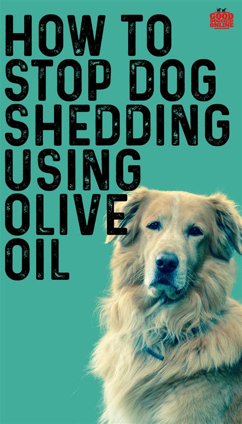 Dog Treatment For Shedding at James Marts blog