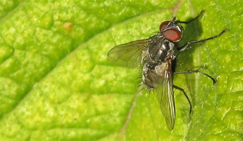 fly macro  stock photo public domain pictures