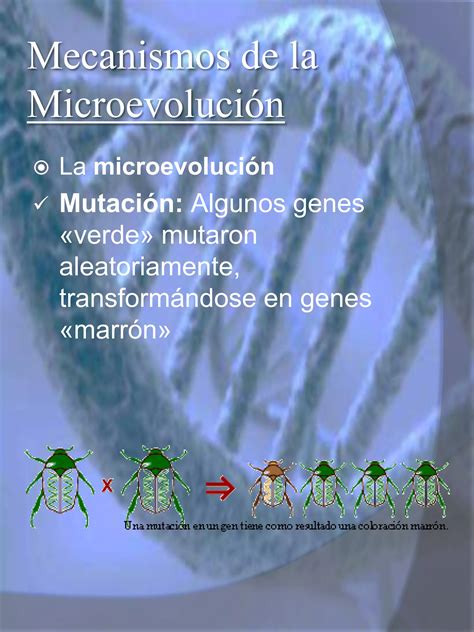 Teoria Sintetica De La Evolucion O Neodarwinismo PDF