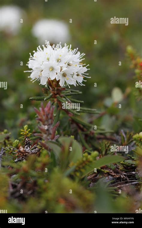 How Does The Labrador Tea Survive In The Tundra