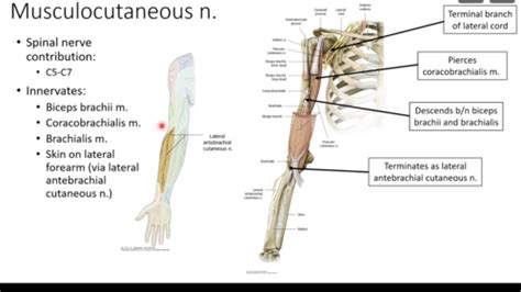 Neurovasculature Anatomy Upper Limb Flashcards Quizlet