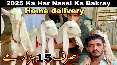 Sirf 15 Hazar Me 2025 Ka Bakray Home Delivery Bhe Aslam Goat