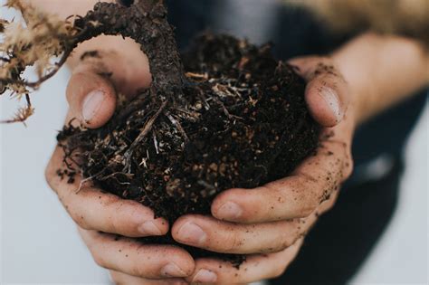 Best types of soil for vegetable gardens – Artofit