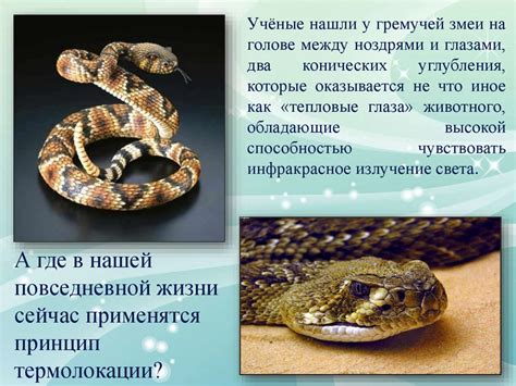 Бионика. Применение - презентация онлайн