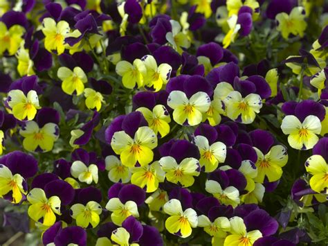 Viola Penny Yellow Jump Up Muller Seeds