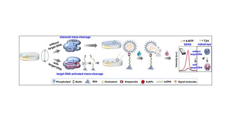 CRISPR Cas12a Mediated Liposome Amplified Strategy For The Surface