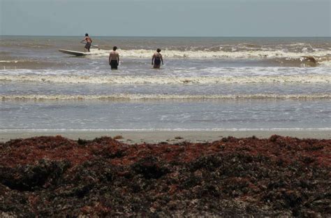 Tourists Grumble As Beach Seaweed Clean Up Continues