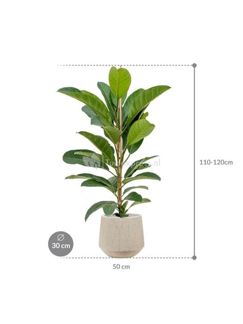 Plantenwinkel Nl Plant In Pot Ficus Benghalensis Roy 110 Cm Kamerplant