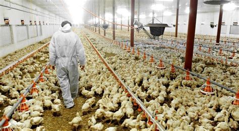 Ohio Egg Farm Slaughters over 1.3 Million Chickens amid Bird Flu Spread ...