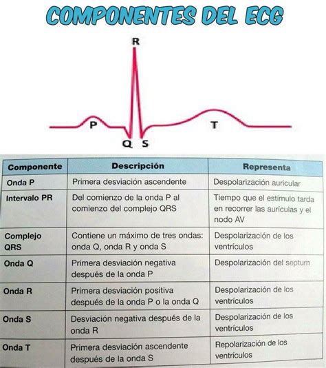 Componentes Del Ecg Oposiciones Auxiliar De Enfermeria Auxiliar De Enfermeria Cuidados De