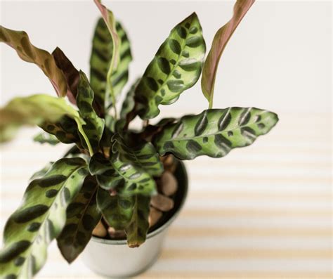 How To Grow And Care For Rattlesnake Plant