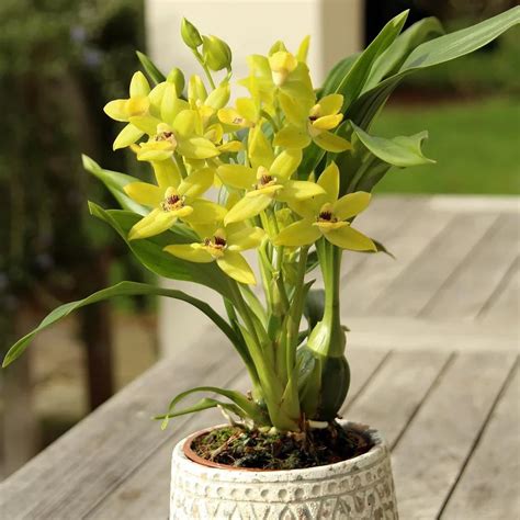 Orchideen Klusmann De In Der Aktion Zygodisanthos Milled