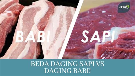 Cara Mudah Membedakan Daging Sapi Dengan Daging Babi Youtube