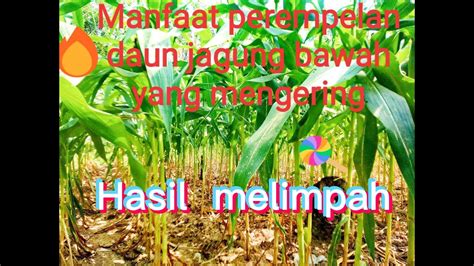 Waktu Yang Tepat Dan Manfaat Perempelan Daun Jagung Bawah Yang