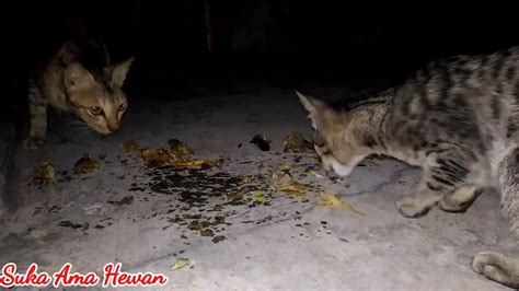 Feeding 5 Stray Cats In Midnight Catfood Youtube