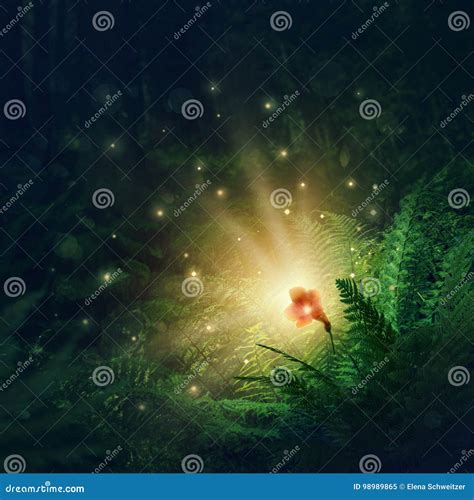 Blooming fern flower stock image. Image of blooming, fortune - 98989865