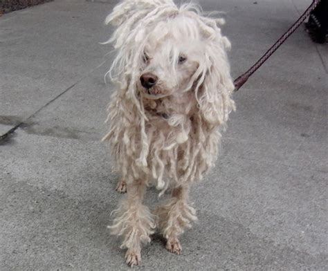 Dog Of The Day Figaro The Dreadlocked Poodle The Dogs Of San