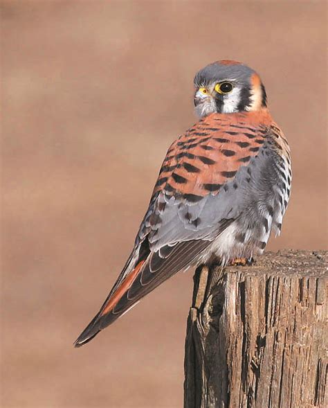 American Kestrel Coniferous Forest