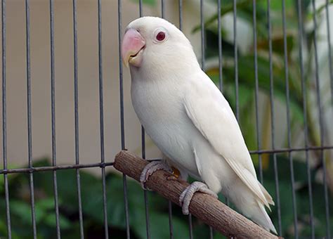 Albino Lovebirds A Type Of Lovebird That Is More Aggressive Than Other