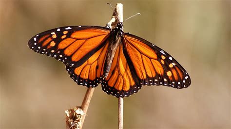 La Mariposa Monarca Playas De Mexico