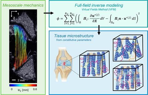 Research Image Based Biomechanics Laboratory