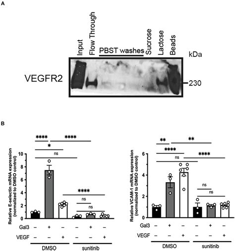 Frontiers Galectin Enhances Vascular Endothelial Growth Factor A