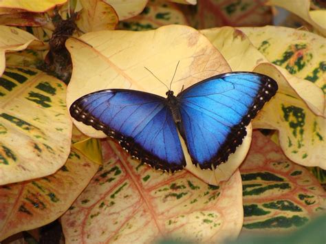 Morpho peleides 3 Free Photo Download | FreeImages