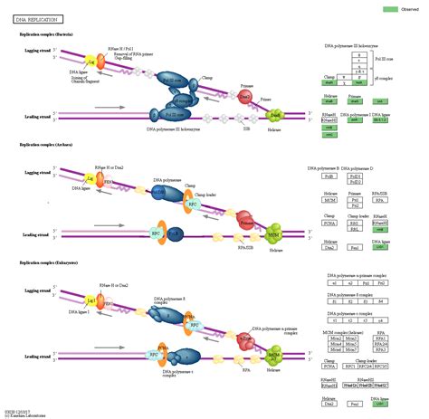 Kegg Pathway Dna Replication Reference Pathway