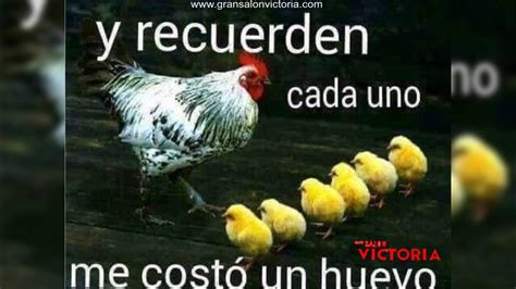 Gallina Meme Youtube