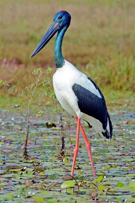 Black Necked Stork Ephippiorhynchus Asiaticus In Queensland