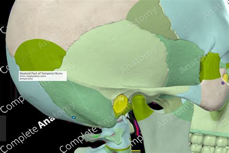 Mastoid Part of Temporal Bone | Complete Anatomy