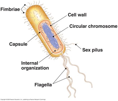 six Kingdoms - Archaebacteria