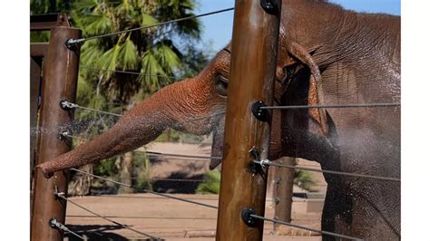 Arizona: Animals Swelt In Phoenix Zoo