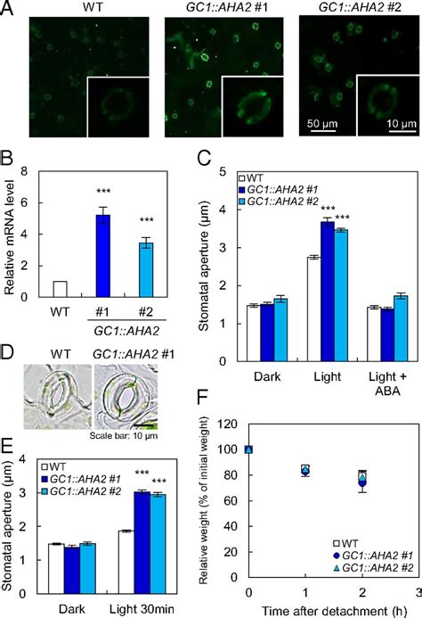 Overexpression Of Plasma Membrane H Atpase In Guard Cells Promotes