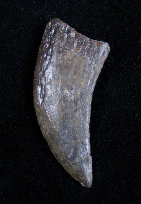 Extremely Rare Marshosaurus Tooth Dana Quarry 1684 For Sale