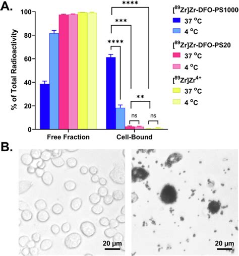 Phagocytosis Of Ps Particles By Murine Alveolar Macrophages A