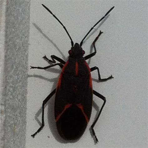 Boxelder Bug Project Noah