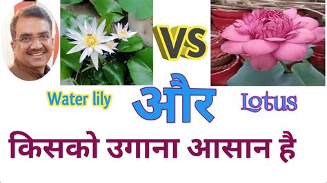 Water Lily Vs Lotus Which One Is Easy To Grow Youtube