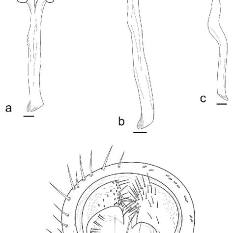 Male Terminalia Of Holotype Of R Punctuloides Sp Nov A C Aedeagus