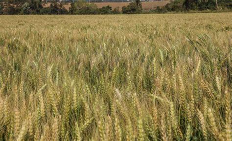 CAMPO MOURÃO PR 24 08 2023 PLANTAÇÃO DE TRIGO NO PARANÁ Wheat