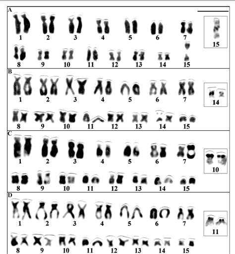 Figure 1 From Evaluating The Karyotypic Diversity In Species Of Hyla