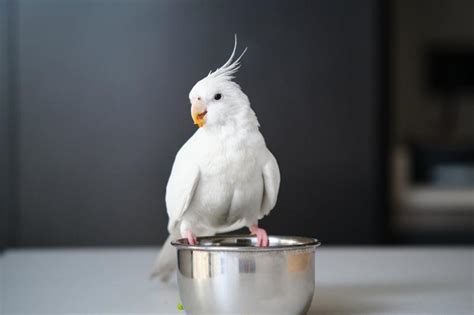 7 Stunning White Pet Birds For Serious Avian Enthusiasts Lovetoknow Pets