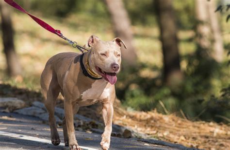 El Estigma Del Pitbull ¿es Realmente Un Perro Agresivo Infobae