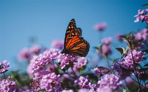 Butterfly Laptop Wallpapers Wallpaper Cave